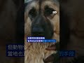 下屆世界盃未到 摩洛哥流浪狗先遭殃