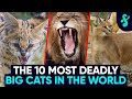 🐅TOP 10 Most DEADLY AND DANGEROUS Big Cats | Furry Feline Facts 🦁