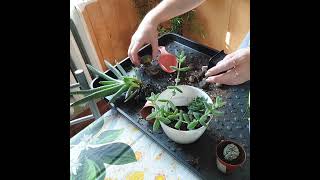 Пересадка суккулентов 🌱🌵😊 Граптопеталум🌱, делосперма, гастерия🪴и др...🌿