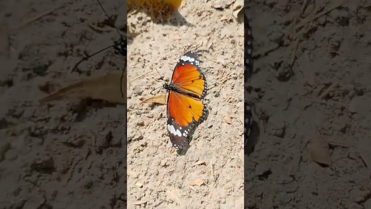 Life is a struggle, but with every wingbeat, we rise."