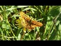 Pearl bordered Fritillary in Struddicks, Seaton, Cornwall