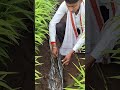 अद्रक सड नियंत्रण #farming