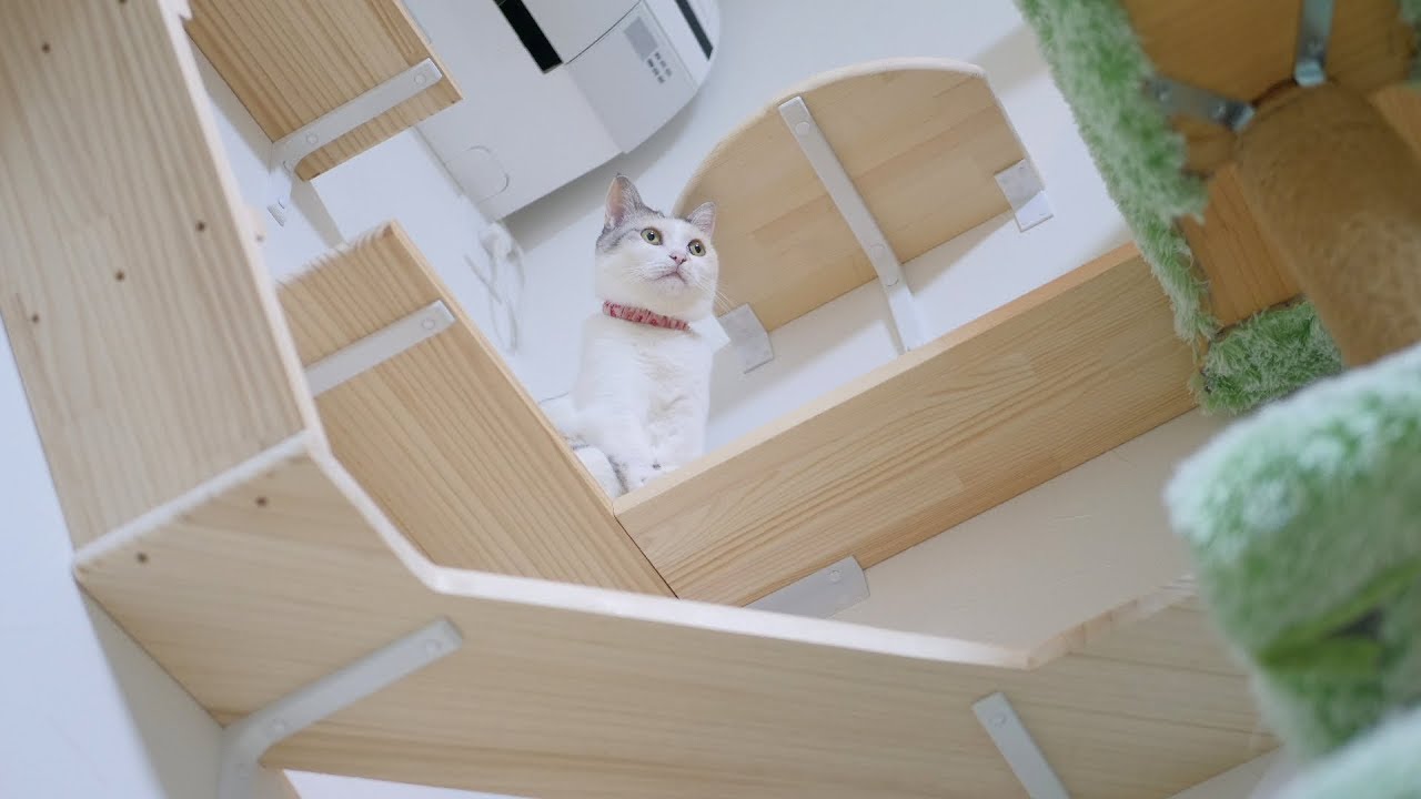 可愛い画像 Calico Cat Sister's exhausted from playing on the new catwalk.
