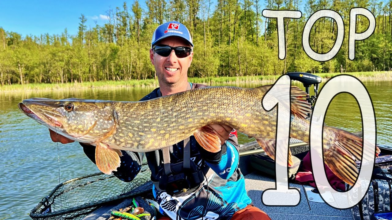 Kalendarz bran na szczupaka