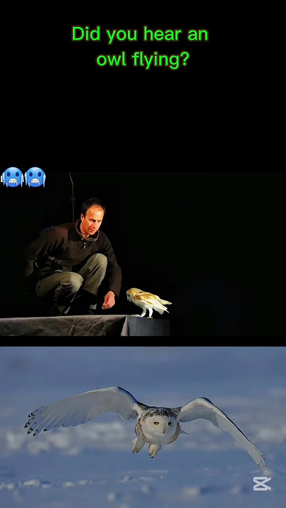 Burung hantu vs burung lainnya | Burung hantu, ahli terbang senyap 😱😱🥶 #hewan #burung #burung hantu #celana pendek