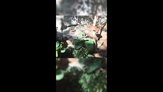 Lizard time on the Tropics Trail 🦎☀️ @MinnesotaZoo