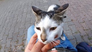 Cute Stray Cat Wanting To Sleep On My Lap By Jumping Into My Lap.cute Cat Videos