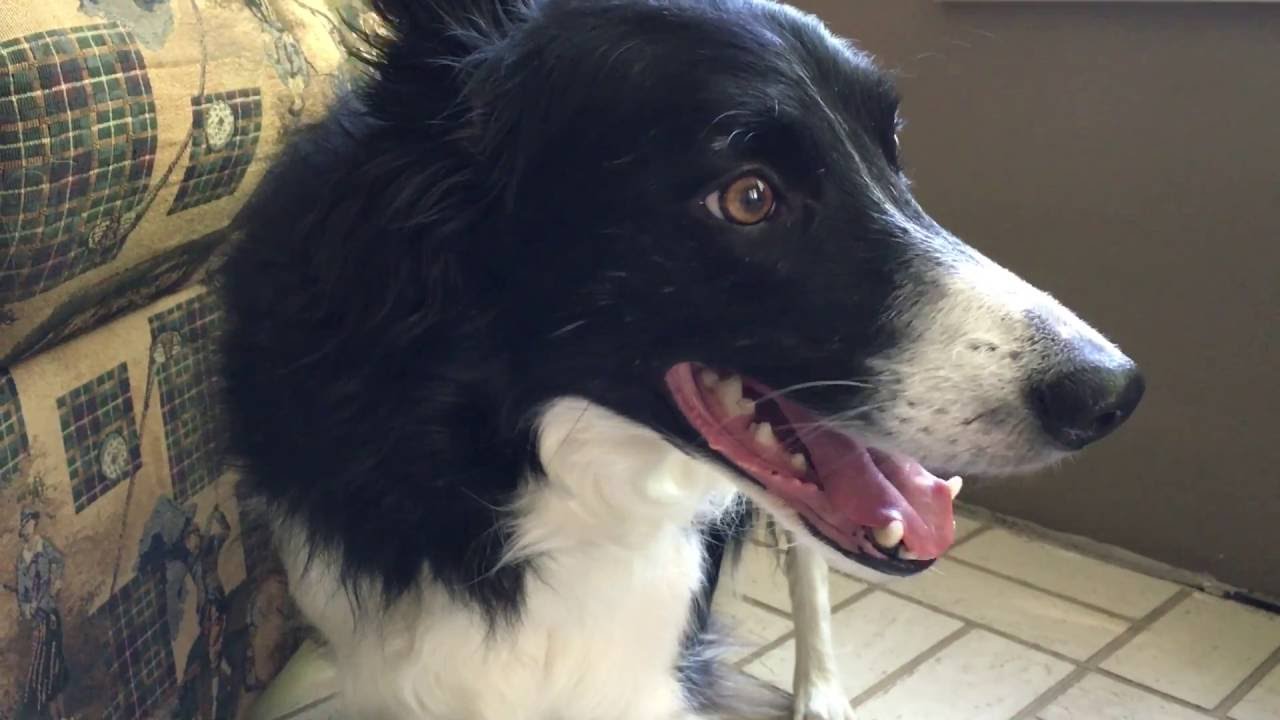 Discussion on this topic: How to Identify a Collie, how-to-identify-a-collie/ Communication on this topic: How to Identify a Collie, how-to-identify-a-collie/