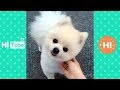 ♥かわいい犬と猫面白いことP25♥ペットかわいい動画2019