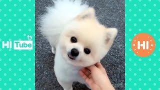 かわいい犬と猫面白いことP25ペットかわいい動画2019
