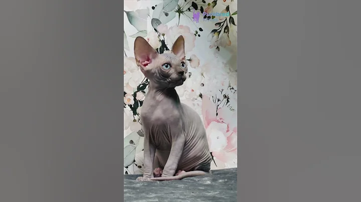 Watch the video about Meet Angelo