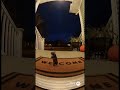 ハムちゃんはダンスも上手いの #おもしろ動画 #三毛猫 #ai動画 #pets #cat #大型犬のいる生活 #funny #ポメラニアン #cute