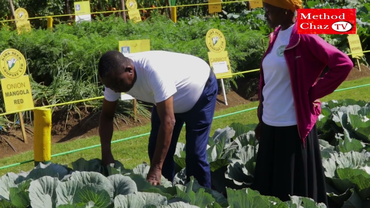 MBEGU YA CABBAGE AMBAYO INAKUZALISHIA MILIONI KUMI KWA KIPANDE KIDOGO CHA ARDHI