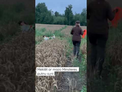 Video: Kādi Suņi Ir Maza Izmēra