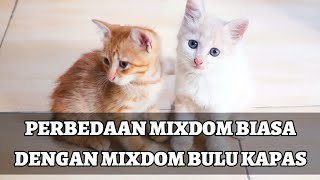 PERBEDAAN MIXDOM BIASA DAN MIXDOM BULU KAPAS