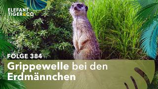 Zwei Erdmännchen mit Lungenentzündung (Folge 384) | Elefant, Tiger & Co. | MDR