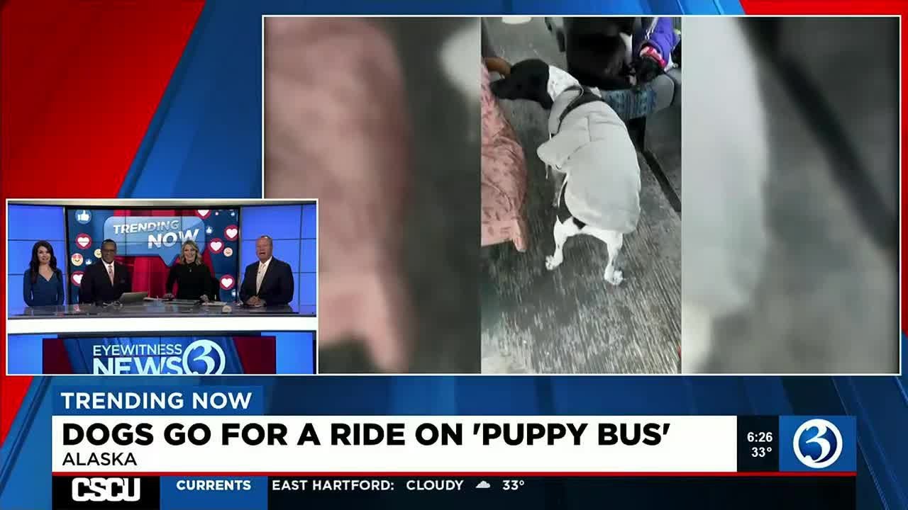 TRENDING NOW Dogs go for a ride on 'puppy bus' YouTube