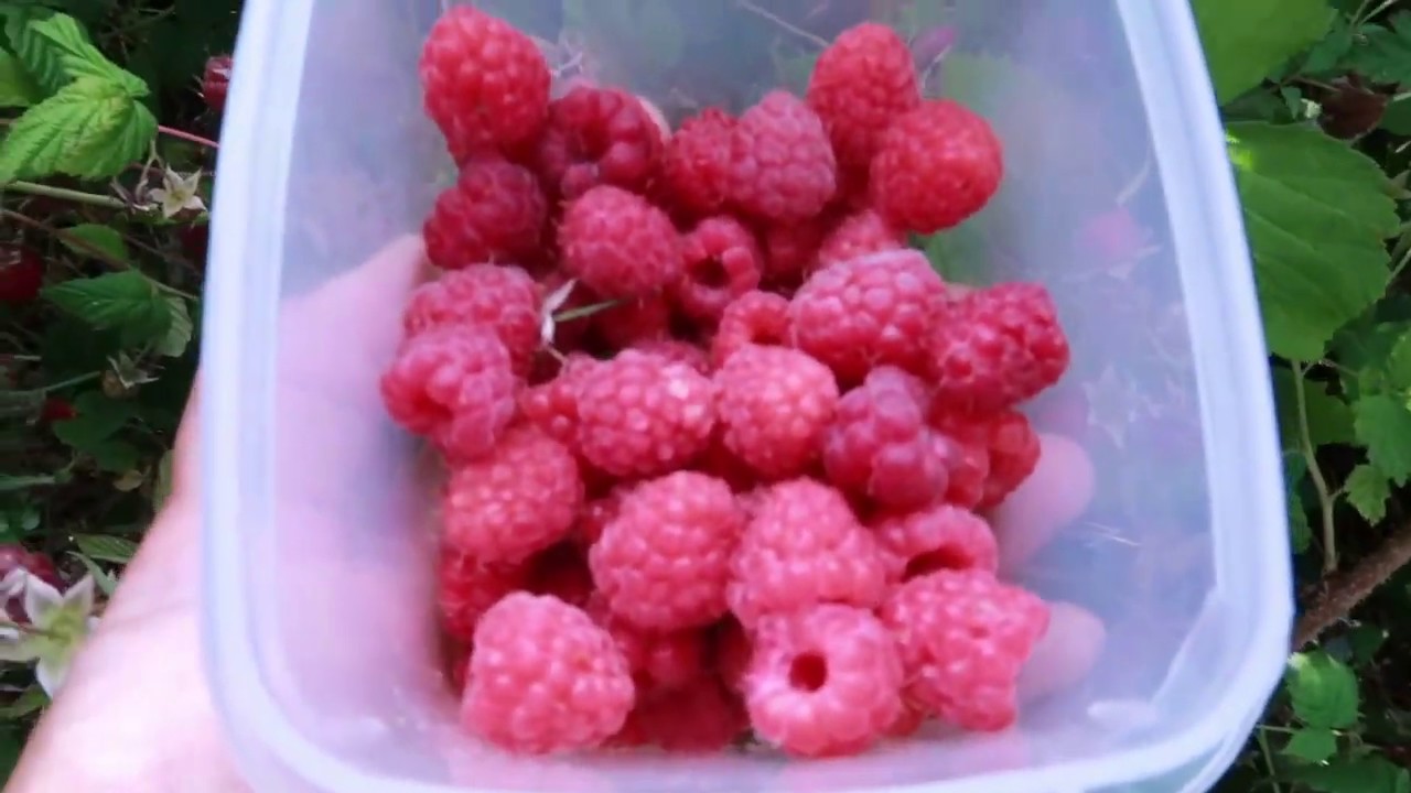 VLOG panen raspberries di hutan