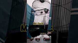 Download Lagu BURUNG GOLEDJRA GACOR !!! DAN SUARA TARUNG GOLEDJRA #funny # #comedy #lucu #funny #burunggacor MP3