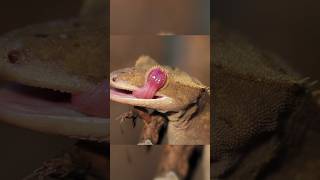 Why Geckos Lick Their Eyes So Much?