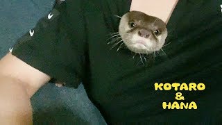 カワウソコタローとハナ　コタローだってたまには甘えたい　Otter Kotaro&Hana 