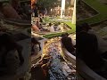 اجمل كافيه في العالم
