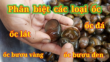 Cách phân biệt ốc bươu vàng ốc bươu đen và ốc đá ốp lát/distinguish different types of snails