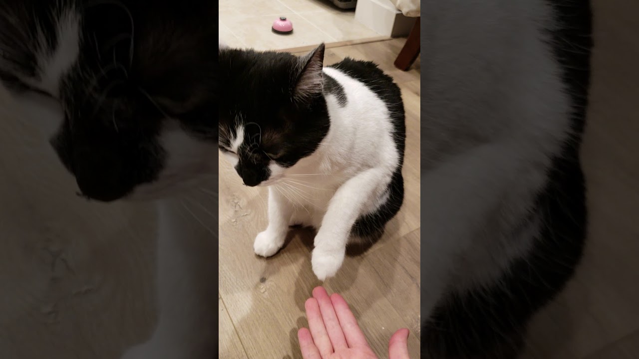 Cat ringing bell demanding for treat YouTube