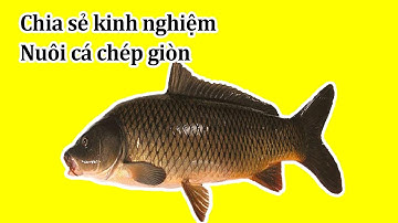 Kinh Nghiệm Nuôi Ca Chép Giòn Phất Lên Như Diều Gặp Gió
