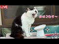 【5/31(日)朝LIVE】けいきち🐨ままきち🥸おはごあす😺Good morning🐾朝からハッピー!みんな、おじゃったもんせ❤️Have a peaceful day!🍀