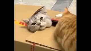 5 Minutes Straight Cute and Funny Moments of Cats