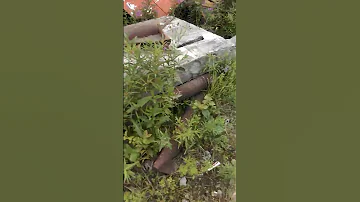 Выливаем крысу из норы