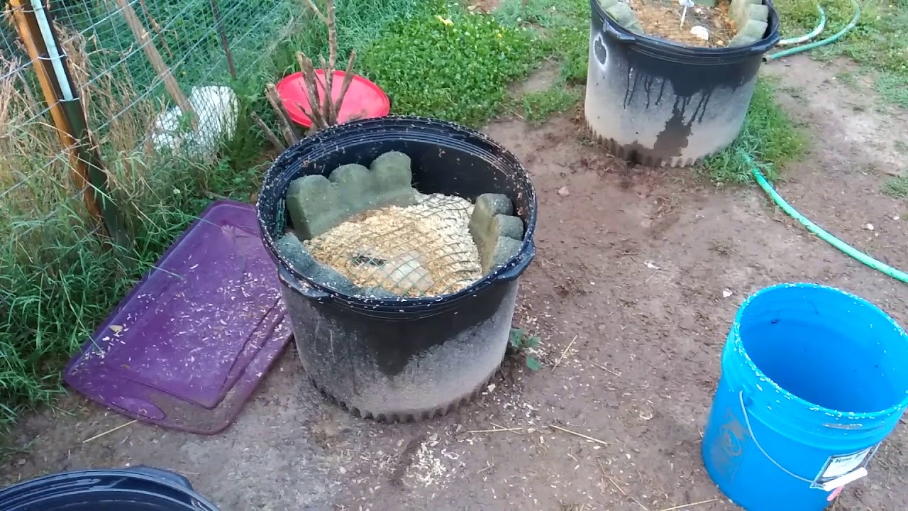 Chickens first stop morning around the maggot bucket YouTube