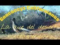 Correcaminos Mayor (Geococcyx Californianus). |Biología con MonoTrajeado|