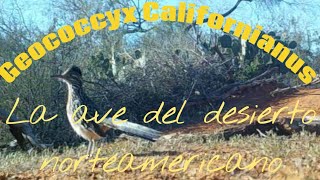 Correcaminos Mayor (Geococcyx Californianus). |Biología con MonoTrajeado|
