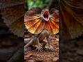 Fierce Frilled Lizard in Action! 🦎🔥#FrilledLizard #WildlifePhotography #NatureLovers #AmazingAnimals