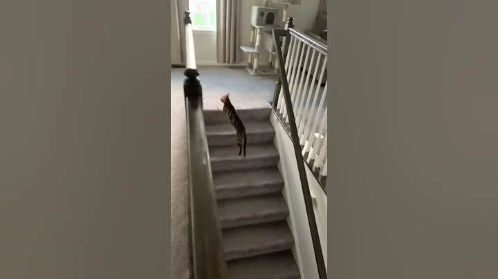 Video 11557341: bengalcat bengals kittens, bengals bengalcat cute