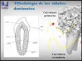 Clase de complejo dentino-pulpar (dentina)