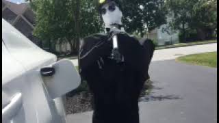 Meers Prototype Robot To Fill Gas In A Car