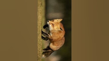 Thumbnail of voice of fox