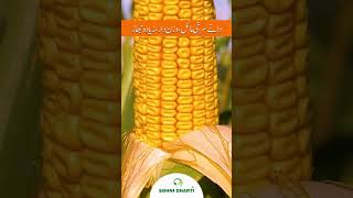 Properties of Hybrid corn seed 626 by Sohni Dharti International