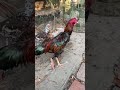 Đường tình 2 ngả