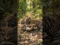 Tiger's | Baby Tiger Cubs Play Fight in Wild Forest 🐯#TigerCubs#Tigers #JungleLife #AnimalShorts