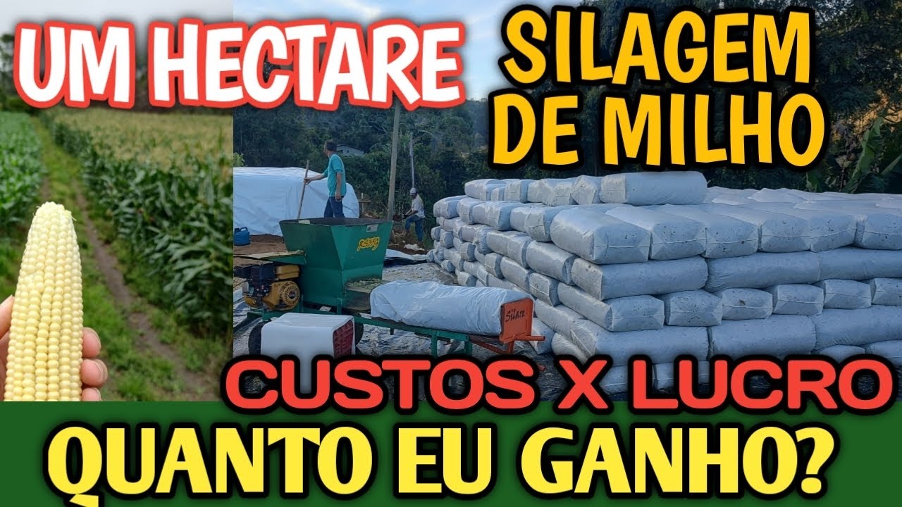 Quantos reais eu ganho com 1 hectare de milho pra silagem? Custo e lucro por saco de silagem?
