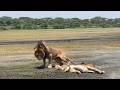 Beautiful Lions Ndutu Male Lion with Lioness | Serengeti | 3 February 2026