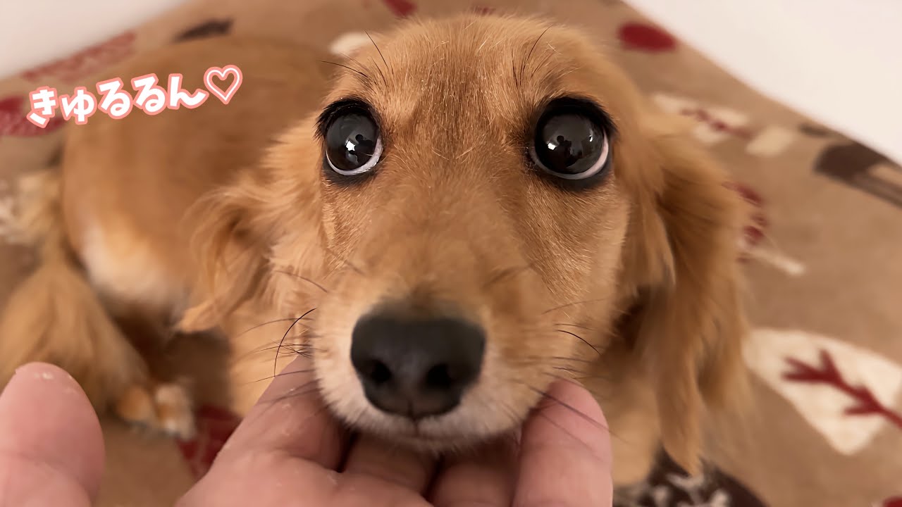 きゅるるんお目目が可愛い甘えん坊犬がこちら♡