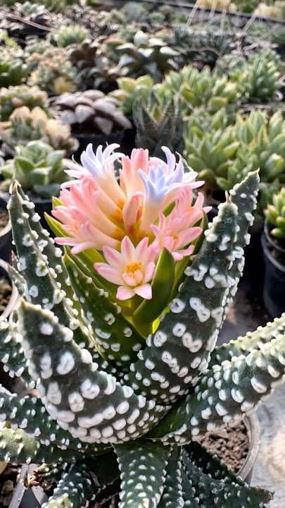 Haworthia papillosa 'Donut'|#flowers #succulent #potted #plants #garden #ai #art|SprezeLand