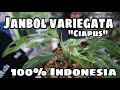Monstera adansonii variegata mang abot  ep 36