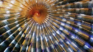 CMSC 341 Binomial Heap (Spring 21)