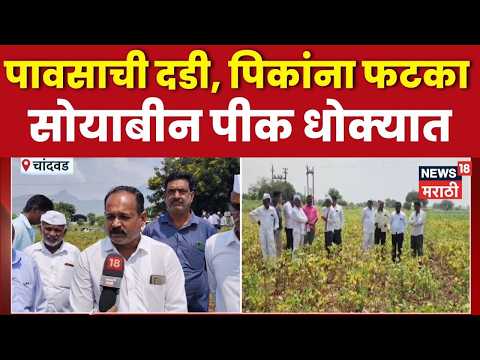 Nashik | Chandwad News | नाशिकच्या चांदवडमध्ये पावसाअभावी सोयाबीन पीकं धोक्यात | Marathi News